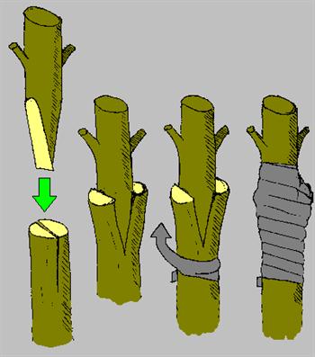 جوش خوردن پیوندک و پایه